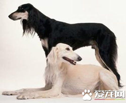 萨路基猎犬价格 品相好点的也就1000元左右