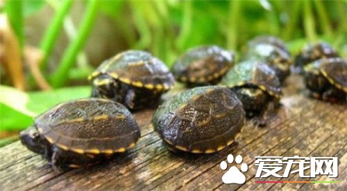 果核泥龟的价格 价格大约在150到200元之间