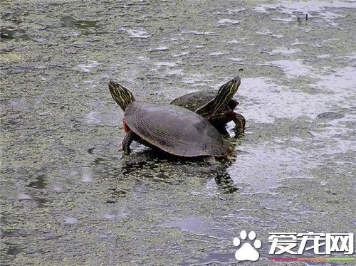 西部锦龟的价格 成体龟一般在200元以上