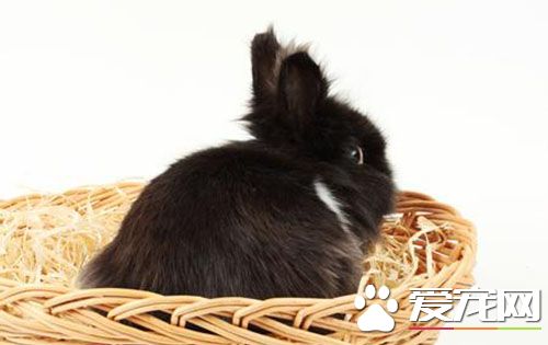 兔子耳朵发热怎么办 兔子的耳朵就是体温计