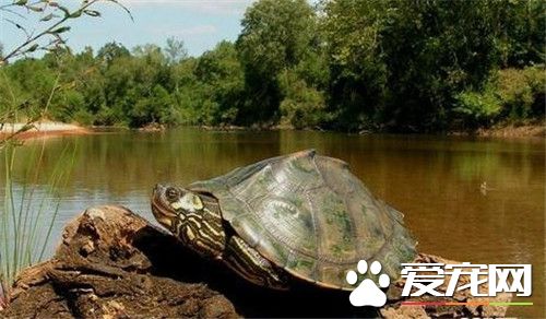 密西西比地图龟价格 幼龟的价格在30元左右