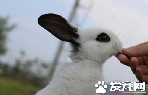养兔子的危害 兔子比狗娇弱容易感染疾玻布氏