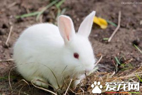 兔子可以取什么名字 可以参考以下形式起名