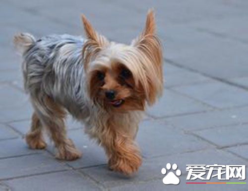 丝毛梗和约克夏区别 从前腿到屁股这一段