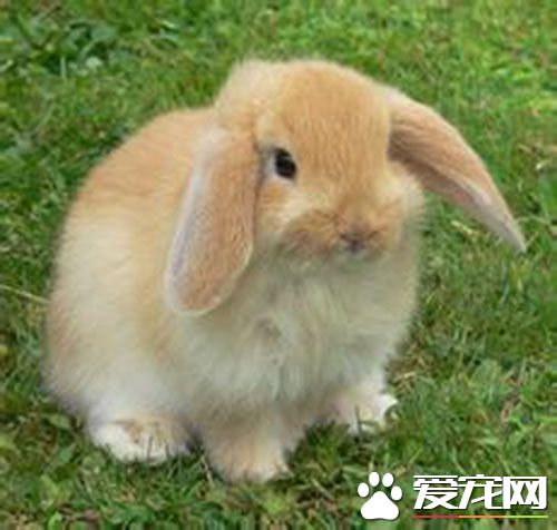 垂耳兔能活多少年 影响垂耳兔寿命的因素