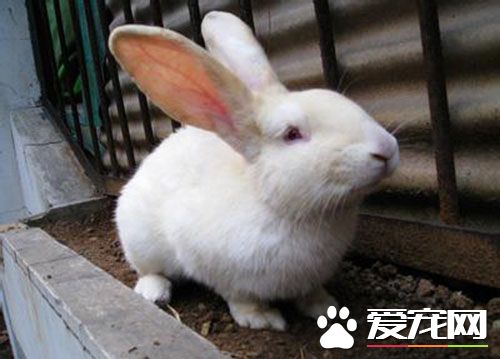 养兔子的注意事项 每天都需要和兔子玩耍