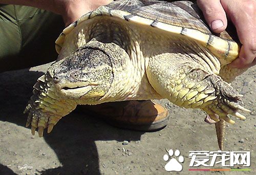 鳄龟苗不吃东西 首先找到不吃食物的原因