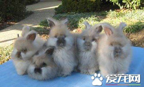 英国安哥拉兔价格 一般在300到500元左右