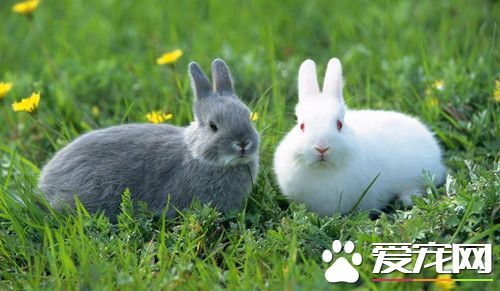 兔子脚皮炎怎么治疗 兔子脚皮炎的治疗方法