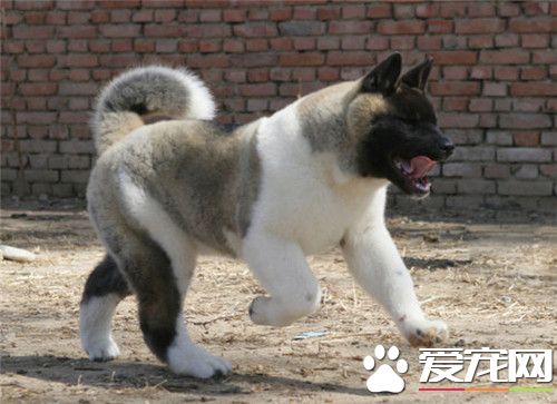 怎样挑选美系秋田犬 挑选美系秋田犬的注意事项