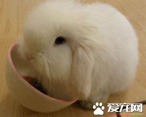 垂耳兔突然死了 兔子频临死亡的表现