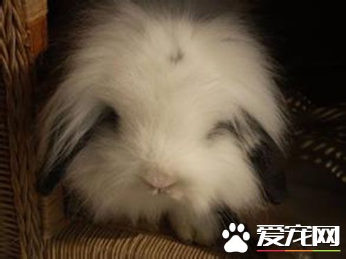 垂耳兔要打疫苗吗 兔兔打疫苗需要注意事项