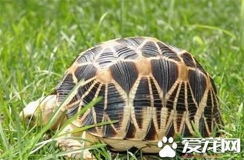 缅甸陆龟排酸 酸是由陆龟泌尿系统代谢的