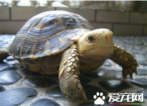 缅甸陆龟拉稀 缅甸陆龟拉稀具体治疗方法