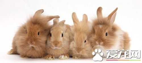 兔子怎么预防球虫病 兔子预防球虫病的方法