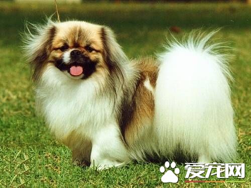 怎么样训练西藏猎犬看家 西藏猎犬训练注意事项