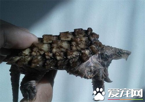 鳄龟吃什么东西 鱼泥鳅肉都可以成为食物