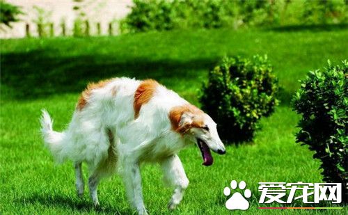 怎样挑选苏俄猎狼犬 苏俄猎狼犬外型特征挑选
