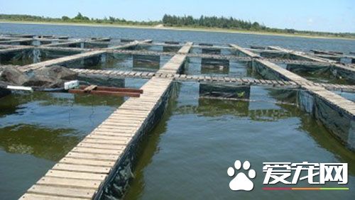 养鱼网箱多少钱一个 看养鱼网箱多大多长多高