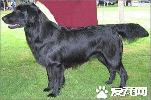 平毛寻回犬价格多少 平均价格在2000元左右