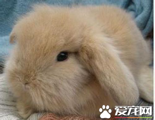 垂耳兔打喷嚏 可能是上呼吸道的感染