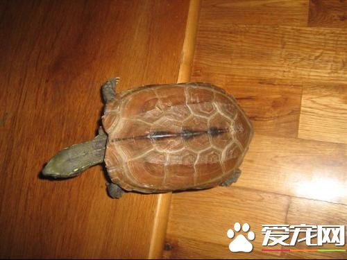 宠物乌龟的价格 八种常见宠物乌龟的价格