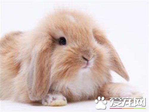 垂耳兔拉肚子怎么办 兔子拉肚子的原因