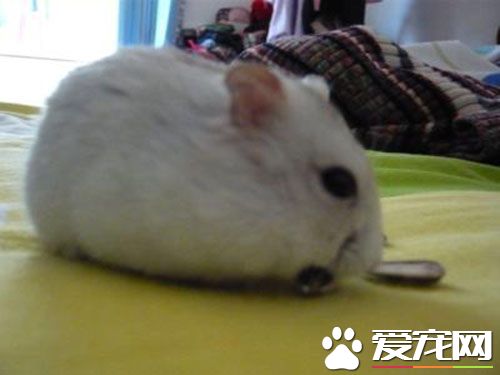 兔子的寿命是多少年 兔子的寿命在5到15年