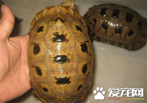 缅甸陆龟价格 14到16厘米一般在180左右