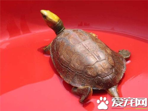 金头闭壳龟多少钱一只 一般价格在1万以上