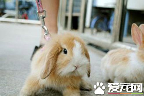 如何训练垂耳兔 放兔子出来玩自己回笼子