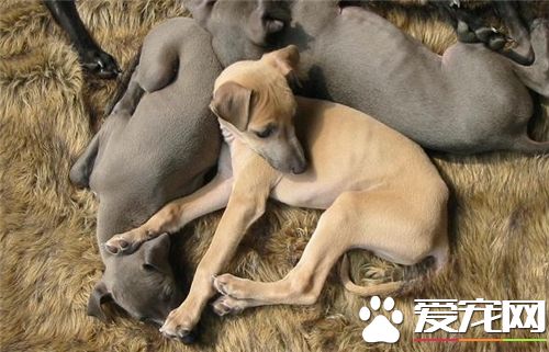 怎样挑选一个跑的快的灵缇犬 看臀及后腿肌肉