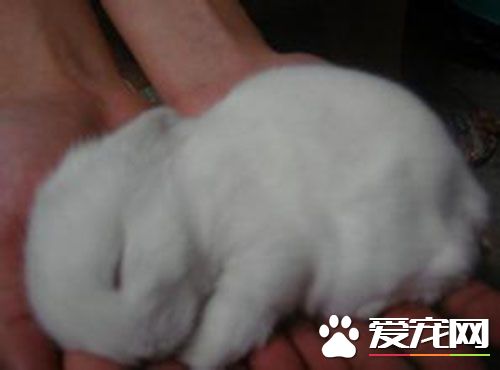 垂耳兔如何喂养 兔子喝的水需要凉开水
