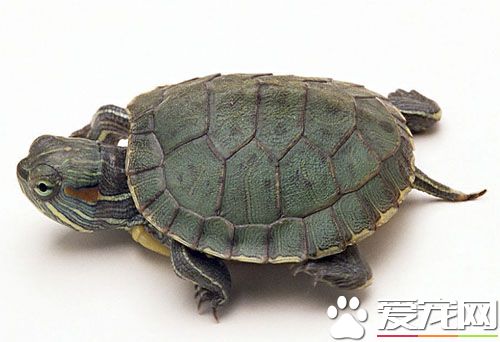 什么生肖适合养龟 养龟能带来好运气哦