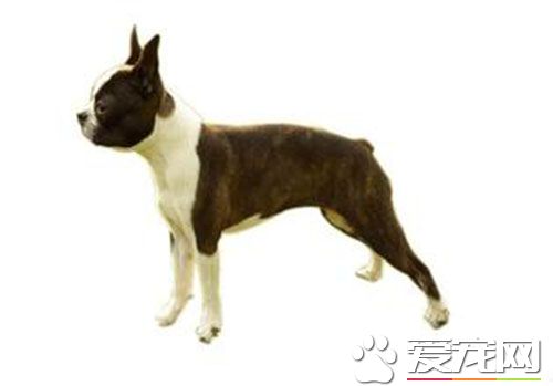 波士顿梗的价格 价格在1500到2000元左右