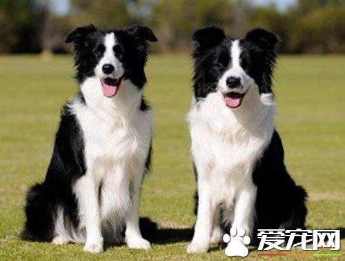 边境牧羊犬多钱 国内行情是在1500左右起步价