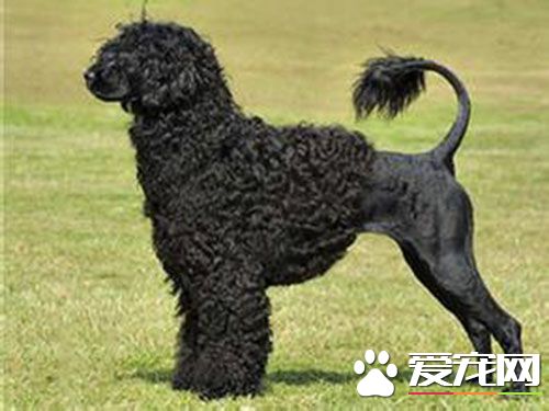 葡萄牙水犬多少钱一只 葡萄牙水犬在1000到5000元