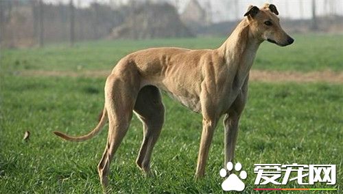 怎么样训练灵缇犬的速度 必须从犬的幼龄开始