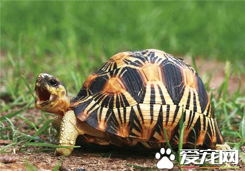 辐射陆龟的饲养 要严格注意辐射龟的膳食营养