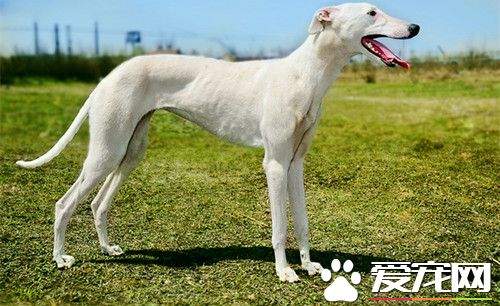 怎样训练灵缇逮野鸡 可以采用奖励灵缇法