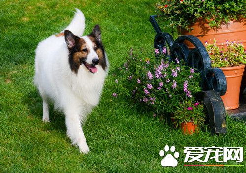 怎么看苏格兰牧羊犬 看苏格兰牧羊犬的方法