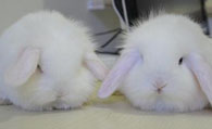 垂耳兔通人性吗 垂耳兔还是挺通人性的