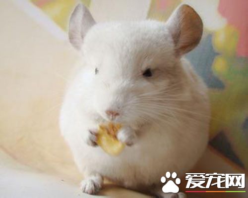 兔子的衣服怎么做 折穿衣服的小兔子折叠方法