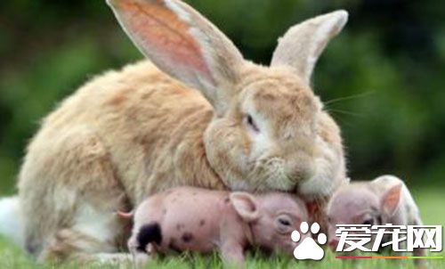 巨型格仔兔价格 巨型格仔兔价格为200元左右