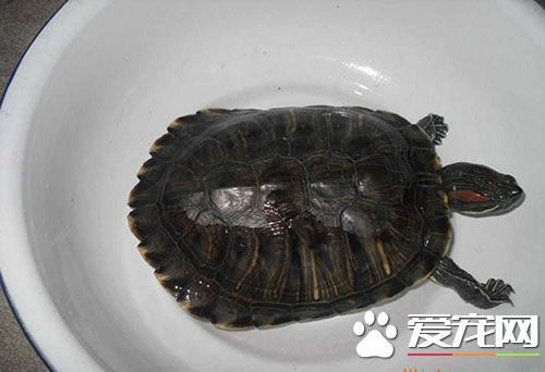 养龟的好处 养龟是可以驱赶邪气的吗