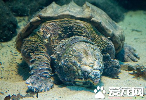 佛鳄龟与真鳄龟的区别 小北美真鳄龟长得比较“好看”