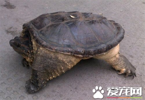 鳄龟肠炎怎么办 治疗肠胃炎应加入少量的黄连素