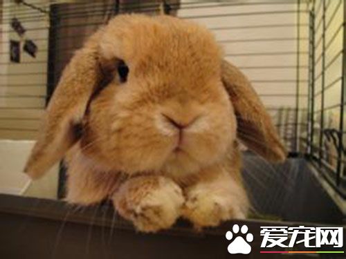 垂耳兔感冒了怎么办 感冒和鼻炎的症状区分