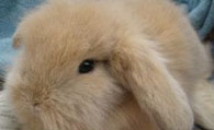 垂耳兔打喷嚏 可能是上呼吸道的感染
