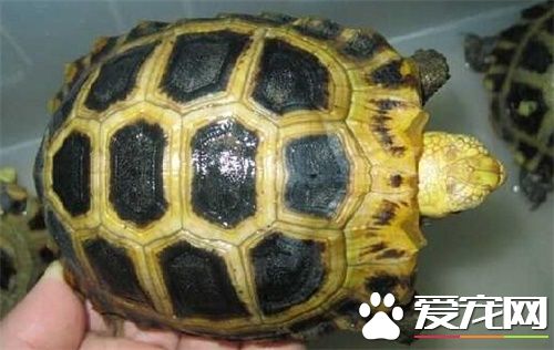 缅甸陆龟肠炎 导致缅甸陆龟肠炎的原因